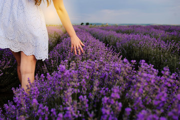 back view of a woman in white dress in lavander field touching the flowers with her hands