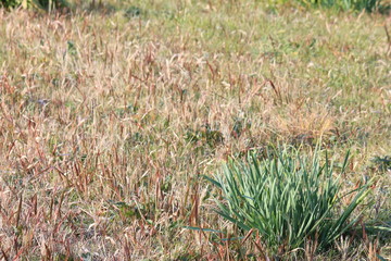 Daffodils in hay in early winter