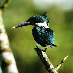 kingfisher on branch