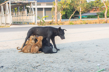 Homeless black dogs. Puppies suck mother's milk. Life of hungry stray dogs