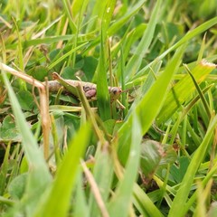 Saltamontes - Grasshopper