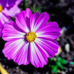 Obraz premium Cosmos bipinnatus, commonly called the garden cosmos or Mexican aster