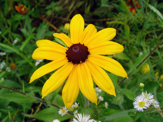 yellow flowers in the garden