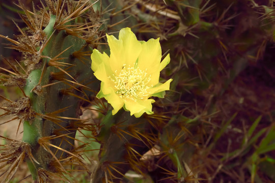 Closeup detail of Yellow cactus flower of Indian Barbary fig prickly pear thorn, spiky Cactus succulent plant, (Opuntia ficus-indica) Common name Fanimanasa, Nagphana, Chatu manasa growth in sunlight.