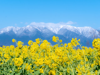 湖畔に咲く菜の花と雪山の景色