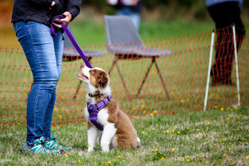 A border collie cross waiting to be judged in a village fete dog show