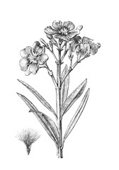 Nerium Oleander vintage illustration from Brockhaus Konversations-Lexikon 1908