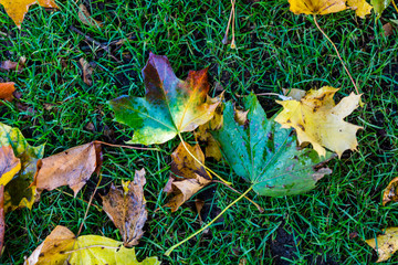 A pile of fallen autumn leaves that vary in colour displaying the beauty of autumn