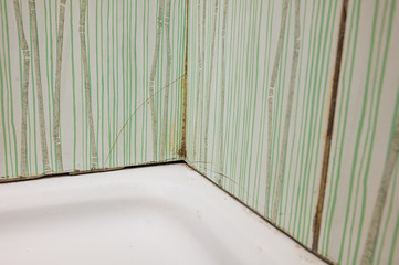 Obraz na płótnie Canvas Severe case of bathroom mold causing tiles to crack.