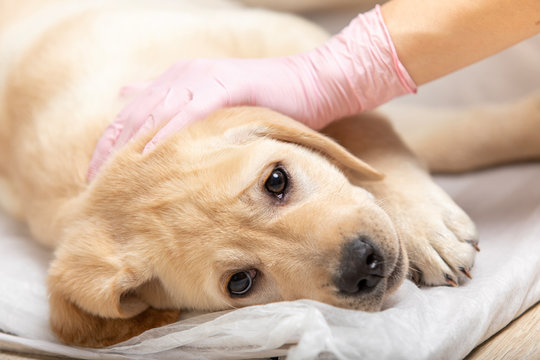 labrador retriever puppy getting vaccinated on white background