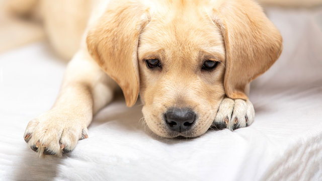 close up labrador puppy dog resting in arms of veterinary healthcare professional