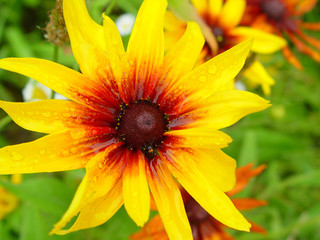 Close up of day lily