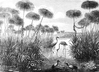 Vintage and retro collage illustration of Flamingo birds from Brockhaus Konversations-Lexikon 1908 background - obrazy, fototapety, plakaty