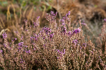 The last blooms of wild British heather one wild heathland
