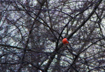 Bullfinch on a tree branch. Natural background