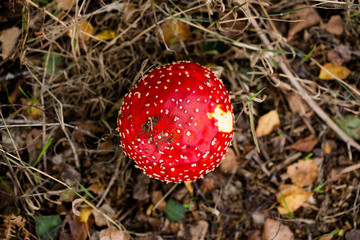 Amanita muscaria, commonly known as the fly agaric or fly amanita, is poisonous mushroom, found in Suffolk woodland
