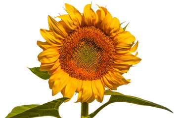 Flower of sunflower isolated on white background