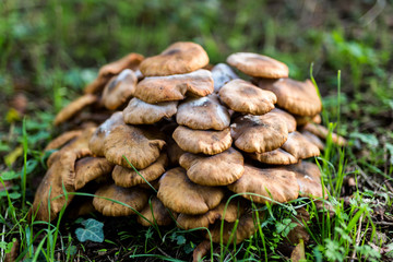 Lactarius quietus, also known as the oak milkcap, oakbug milkcap or southern milkcap, wild mushrooms in the UK countryside