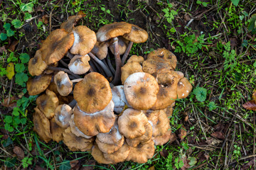 Lactarius quietus, also known as the oak milkcap, oakbug milkcap or southern milkcap, wild mushrooms in the UK countryside