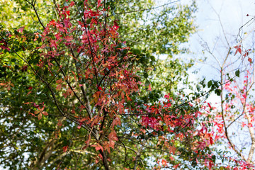 Beautiful vibrant red autumn leaves contrasting against green leaves