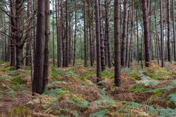 A natural pine forest found in rural English countryside