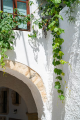 Green leaves of hanging grape vine on white wall with brick arch.