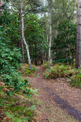 A forest path leading deep in to a natural woodland in the Suffolk countryside