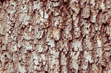 Detail of the bark of a horse chestnut tree eroded by time, with textures and scratches on the background.