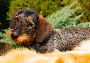 close-haired dachshund close-up and fox skin