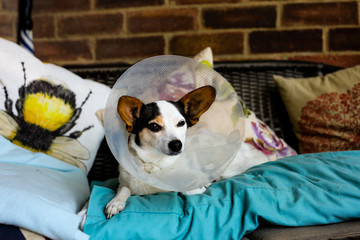 A small Jack Russell cross Papillon puppy wearing a protective cone after having an operation at the vets