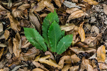 A bright vibrant green leaf laying on top of a blanket of brown fallen autumn leaves