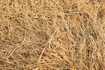 Dry straw for texture background.