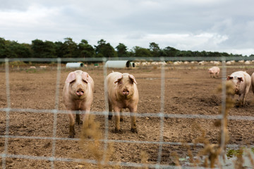 Obraz premium A small group of adult pasture reared Suffolk pigs