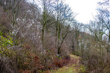 Waldweg mit Herbstfarben