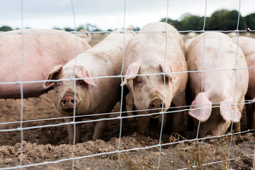 A small group of adult pasture reared Suffolk pigs