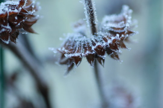 M&eacute;lisse en mont&eacute;e en graines et givr&eacute;e