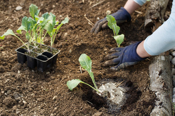 Gardener planting cauliflower seedlings in freshly ploughed garden beds.