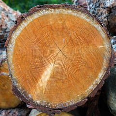 Cross section of spruce and larch lumber. Close-up. Background texture.