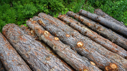 Pine logs, cut down by logging against the background of the forest