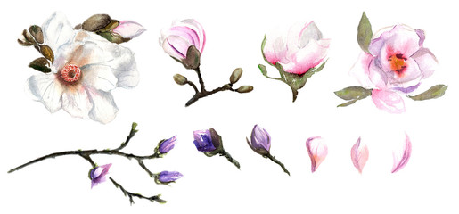 Watercolor hand painted elements with magnolia flowers, branch, petals, bud