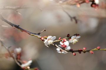 梅の花