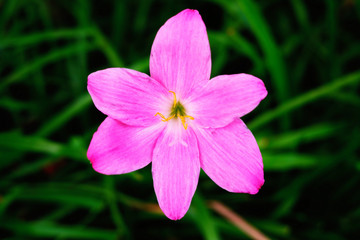 Pink rain lily bloomig in garden