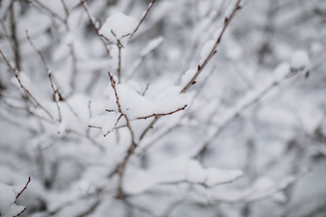 Tree snow winter