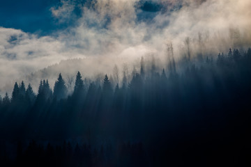 Foggy fir trees in morning light. 