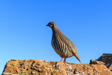 Wild Red-legged Partridge (Alectoris rufa) in natural habitat at Cape Sounion in Attica, Greece