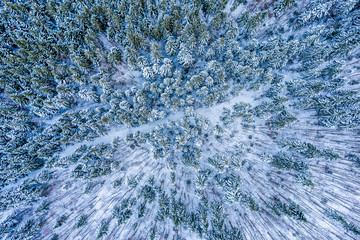 Aerial shot of frozen pine trees in winter. 