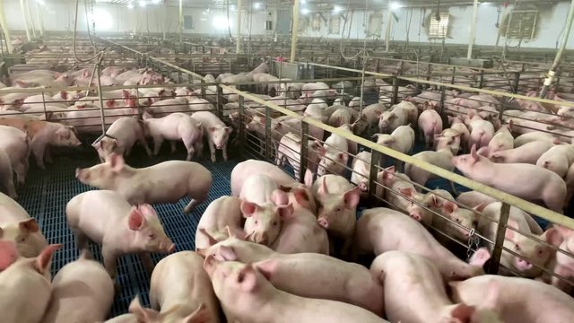 Hundreds of pigs fill a swine farm bar, ag production operation in USA, agriculture industry, factory farming theme