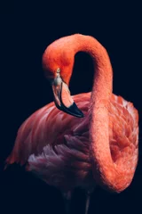 Foto op Plexiglas Close-up van roze flamingovogel © belyaaa