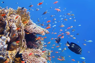 Gartenposter Fotos Wunderschönes tropisches Korallenriff mit Schwarm- oder Korallenfischen