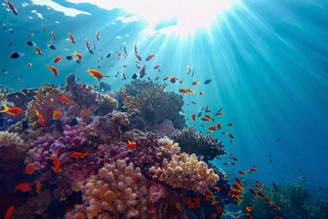 Tuinposter Levengevend zonlicht onder water. Zonnestralen die onder water schijnen op het tropische koraalrif. Ecosysteem en milieubehoud © Tunatura